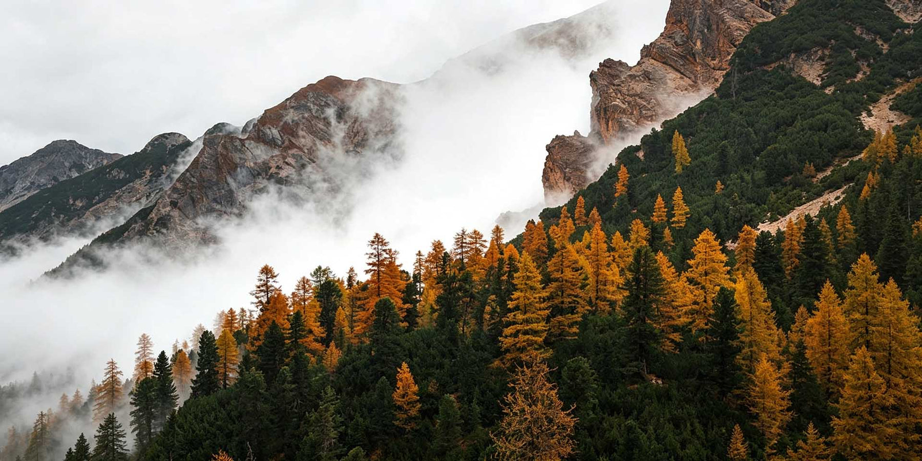 Autumn Alpine Mist Forest