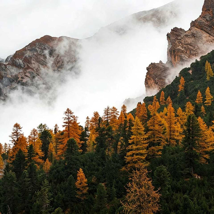 Autumn Alpine Mist Forest