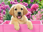  Adorable Labrador Puppy