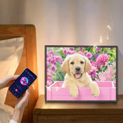  Adorable Labrador Puppy
