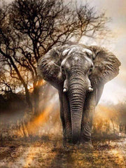 African Elephant 