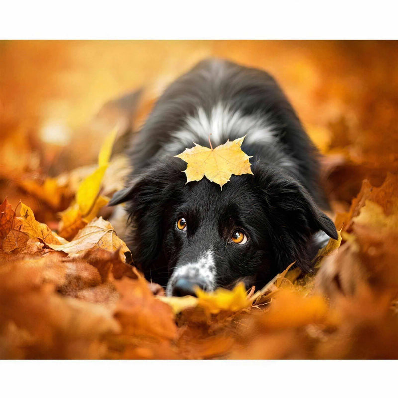  Fall Leaf Border Collie 