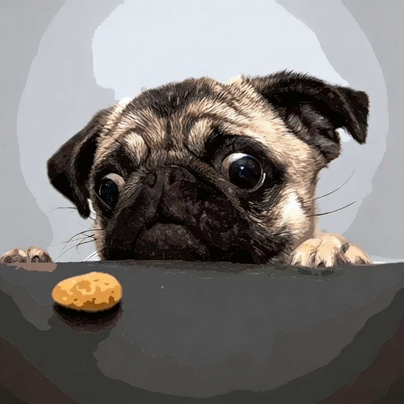 Treat Time Pug  Adorable
