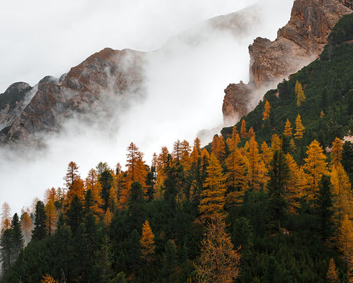 Autumn Alpine Mist Forest 