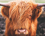 Fluffy Highland Cow