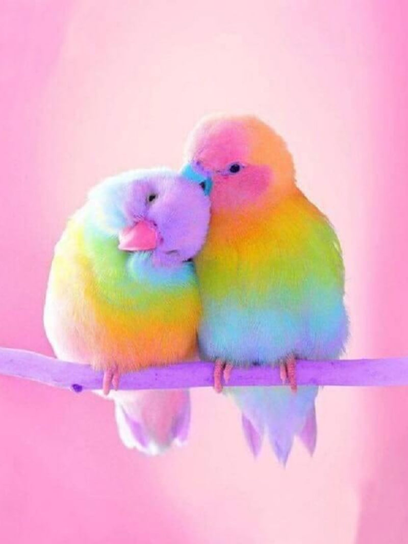 Rainbow Lovebirds